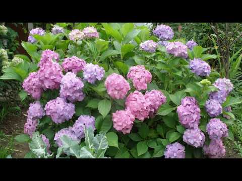 Видео: Как можно изменить цвет гортензии. Чем подкормить гортензию, чтобы она поменяла цвет