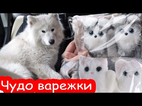 Видео: VLOG 31 декабря. Отвезли Умку к ветеринару