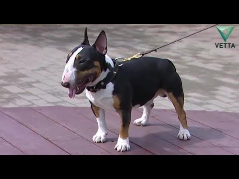 Видео: Бультерьер - уникальная порода