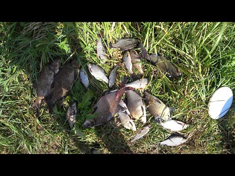 Видео: ВОТ ЭТО РЫБАЛКА! ОТЛОВИЛСЯ ПО ПОЛНОЙ! Раздача белой рыбы в сентябре.