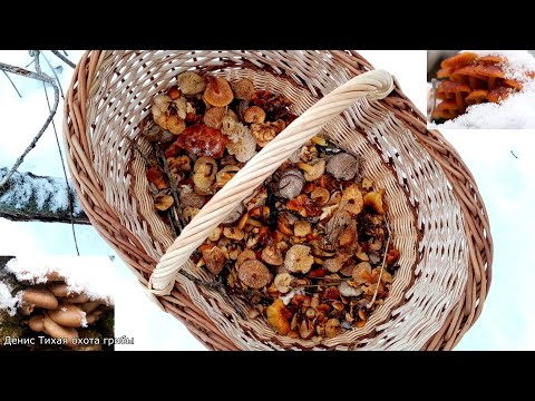 Видео: Зимние опята и вешенка из-под снега 19 января 2022