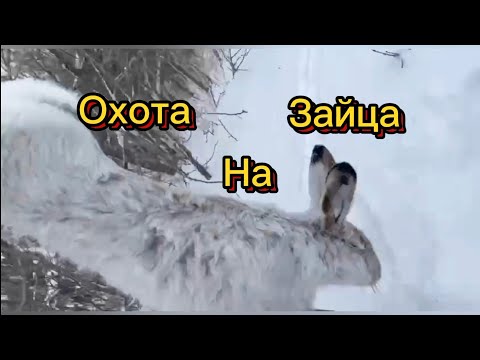 Видео: Охота на зайца # ружьё Мр 155 # первый снег