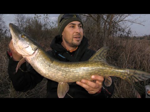 Видео: Ловля Судака і Щуки. Джиг на Десні