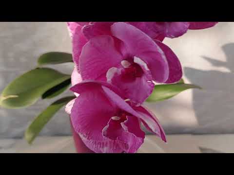 Видео: Цветение орхидей в мае! 💕