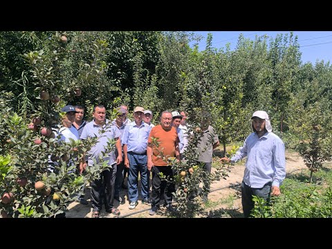 Видео: Гиластардын сортун алмаштыруу