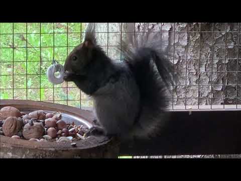 Видео: Содержание белок в вольере Текущее