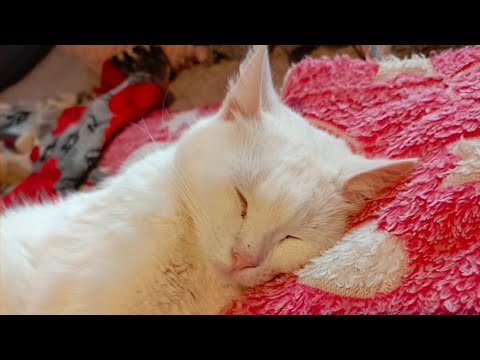 Видео: Солнышки впадают в спячку😱#приютсолнышко 🌞🐕🐈🐶🐱♥️🙏