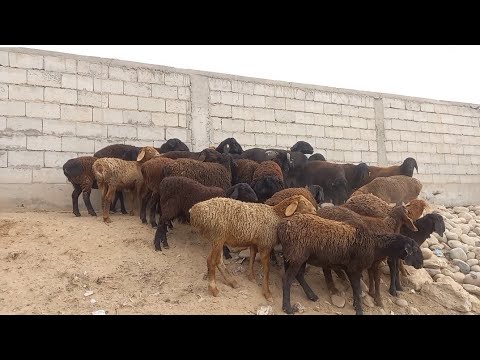 Видео: якшанбебозори нохияи фархор  навор 10 ноябр зурибад 👍👍👍