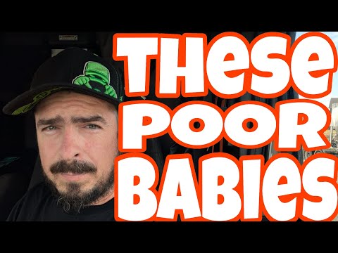 Видео: Сторонники Дональда Трампа хотят, чтобы мы начали относиться к ним хорошо.