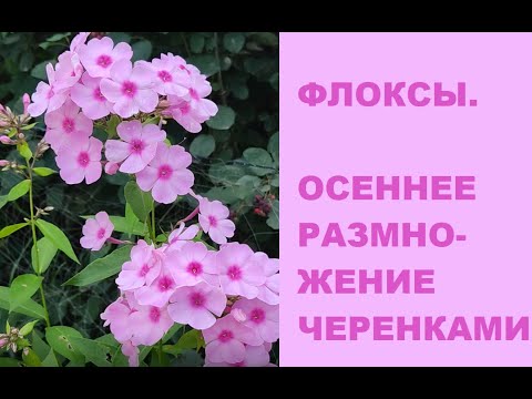 Видео: Размножение флоксов осенью