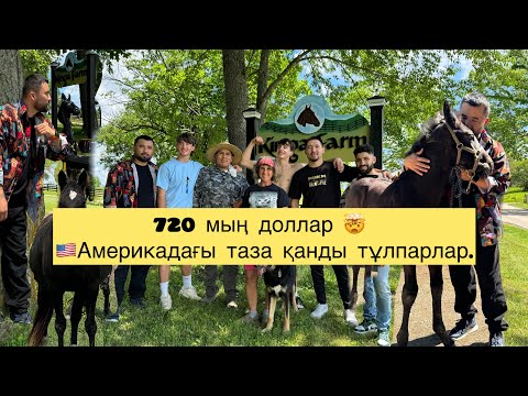 Видео: Недеген тұлпарлар? Эксклюзив! 720 мың долларлық тай! Кентукки. Kinga farm!