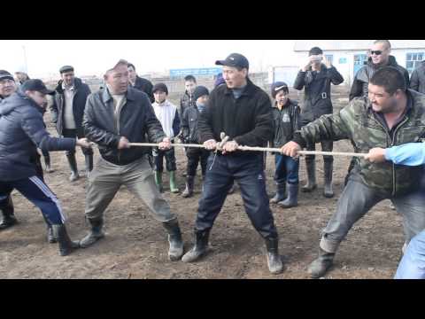 Видео: 22 наурыз. БКО. Жанибек ауданы, Тау ауылы. арқан тартыс