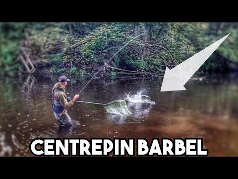 Видео: Рыба, которую я ДЕЙСТВИТЕЛЬНО хотел! Центрпин рысью по рекам