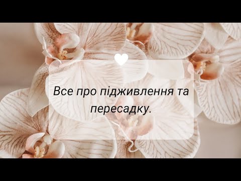 Видео: Підживлення орхідей. Пересадка. Фітогормони. #доглядзаорхідеями#flo4you flo4you