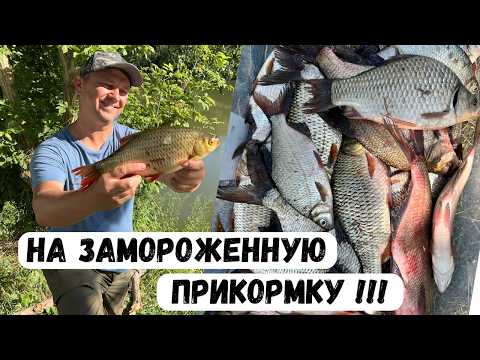 Видео: НЕТ ЗАМОРОЖЕННОЙ ПРИКОРМКИ - НА РЫБАЛКУ НЕ ИДУ. ДИКИЙ ЖОР!