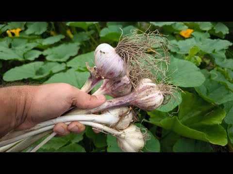 Видео: СДЕЛАЙТЕ ТАК после уборки чеснока и он пролежит до нового урожая и даже дольше. Не гниёт, не сохнет.