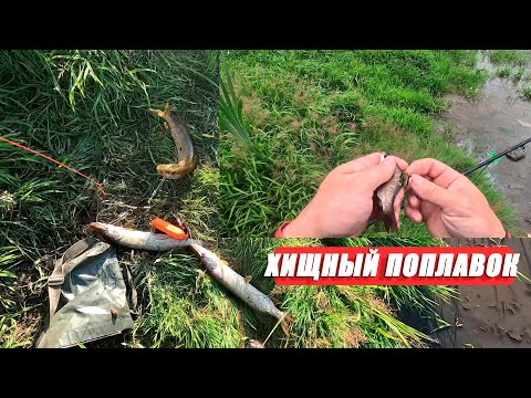 Видео: Щука на живца летом — лучший способ ловли! Хищный поплавок рулит