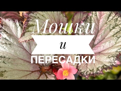 Видео: Как избавится от мошек в цветах и пересадки бегоний
