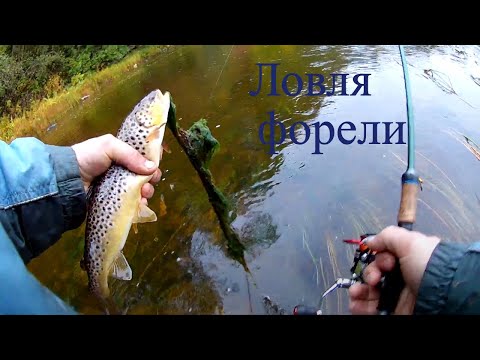 Видео: Форель. Ленинградская область.