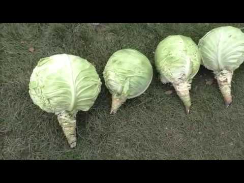 Видео: Уборка капусты, итоги сезона.