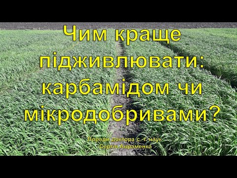 Видео: Чим краще підживлювати позакоренево: карбамідом або мікродобривами?