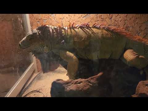 Видео: Крокодиловая ферма. Экодеревушка.