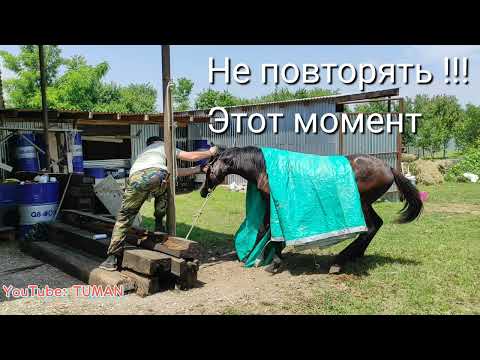 Видео: Характер Карачаевского Жеребца Лахиба. Лошадь. Туман.