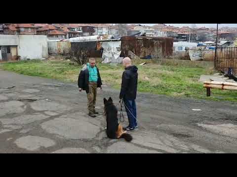 Видео: Роки-немска овчарка - 6 трен. - Бургас
