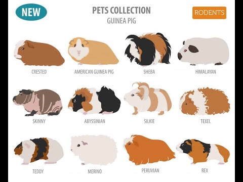 Видео: Почему морские свинки породы английский селф — самые лучшие домашние питомцы?