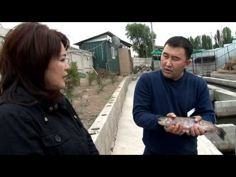 Видео: "Табышкер": Кыргызстанда балык чарбасы өнүгүүдө