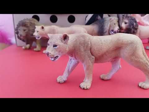 Видео: Мой прайд львов