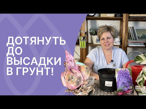 Видео: Что делать с купленными растениями в "пакетиках"?