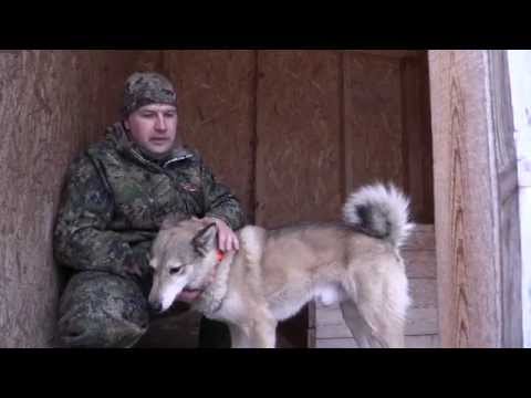 Видео: Охота с западно-сибирской лайкой (1 серия)