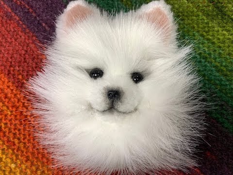 Видео: ШПИЦ — КАК  СДЕЛАТЬ  МЕХОВОЙ  НОСИК . Школа валяния Татьяны Шелиповой.