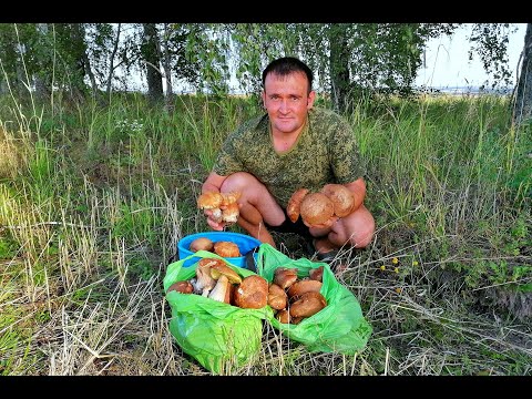 Видео: УРОЖАЙ БЕЛЫХ ГРИБОВ. Фруктовый сад. Урожай картофеля, груш, яблок. ЖИЗНЬ В ГЛУХОЙ ДЕРЕВНЕ.