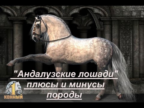 Видео: "Андалузские лошади"