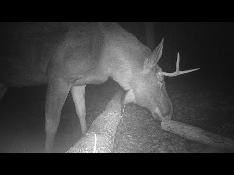 Видео: 23.12.2023 - Фотоохота - Животные и птицы возле лесной лужи