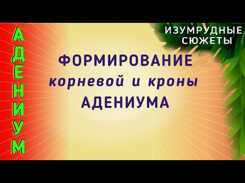 Видео: Адениум. ФОРМИРОВАНИЕ Корневой И Кроны АДЕНИУМА