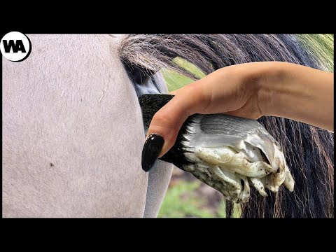 Видео: Все Лошади Бы Умерли, Если Бы Не Это