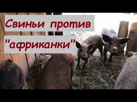 Видео: АФРИКАНСКАЯ ЧУМА СВИНЕЙ