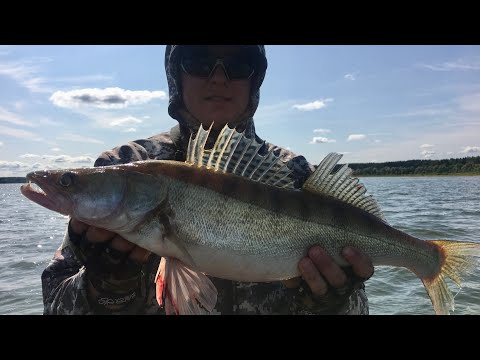 Видео: Можайка. Лето 2019. ЗАРЫБИСЬ ПОЛОВИЛИ!