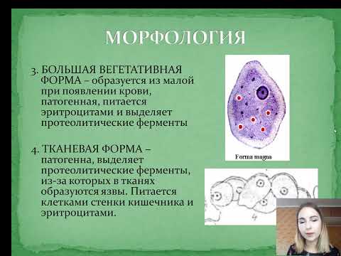 Видео: МЕДИЦИНСКАЯ ПАРАЗИТОЛОГИЯ | Урок 5. Простейшие. Дизентерийная амеба.