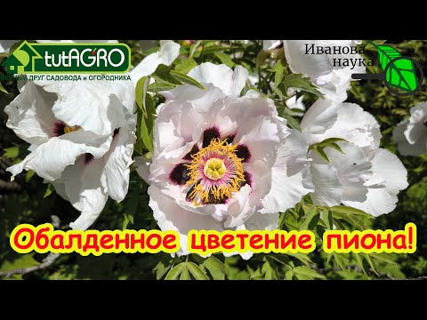 Видео: НИКОГДА НЕ ДЕЛАЙТЕ ЭТО С ПИОНАМИ, А ТО НЕ БУДУТ ЦВЕСТИ. ТРИ ПРОСТЫХ ПРАВИЛА УХОДА ЗА ПИОНАМИ.
