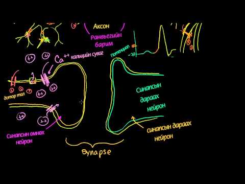 Видео: Нейрон эсийн синапс (химийн)