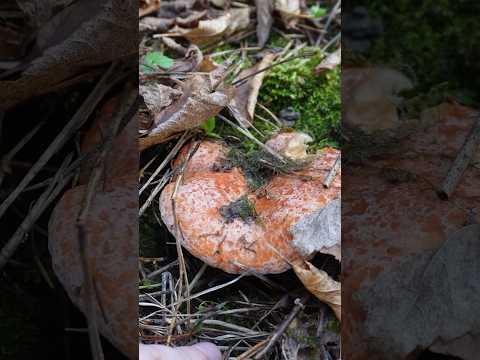 Видео: Рядок рижиків🙃😊#mushroom #nature #природа #ліс #wildlife #fungi