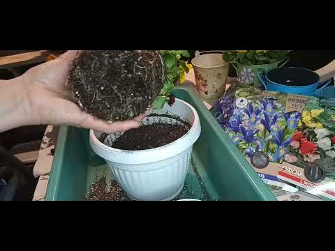 Видео: Присаждане на закупени цветя