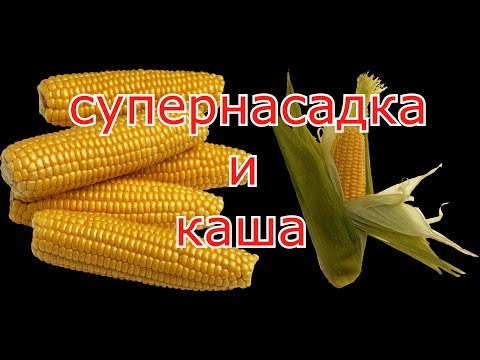 Видео: Старая кукуруза, как насадка и каша в пружины.