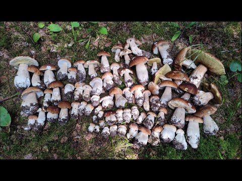 Видео: 70 белых грибов с одной поляны! #грибы2023