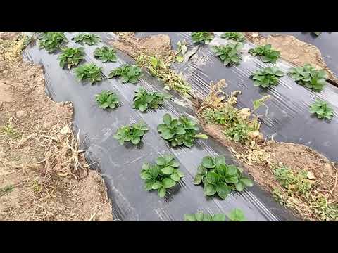 Видео: простой способ внесения маточного раствора в корень с помощью электрического опрыскивателя