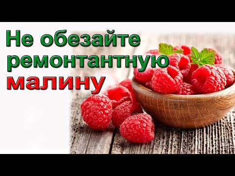 Видео: Не обрезайте ремонтантную малину!